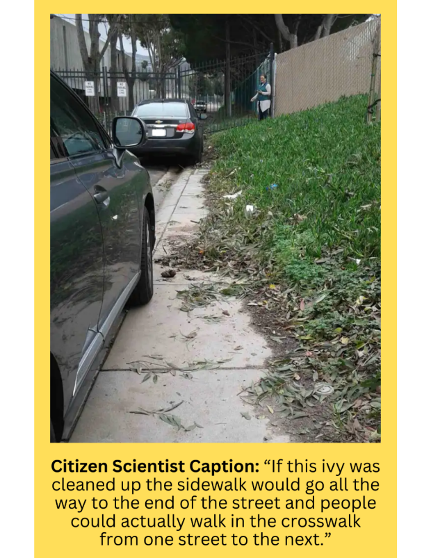 Citizen Scientist Caption: “It